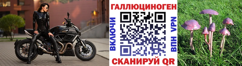 сколько стоит  Очёр  Галлюциногенные грибы Cubensis 